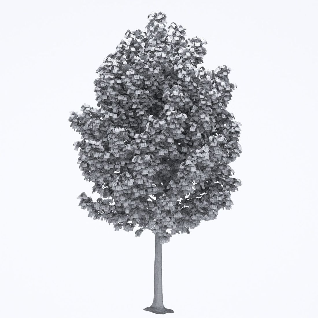 AM250_043_Acer_wire