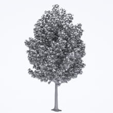 AM250_043_Acer_wire