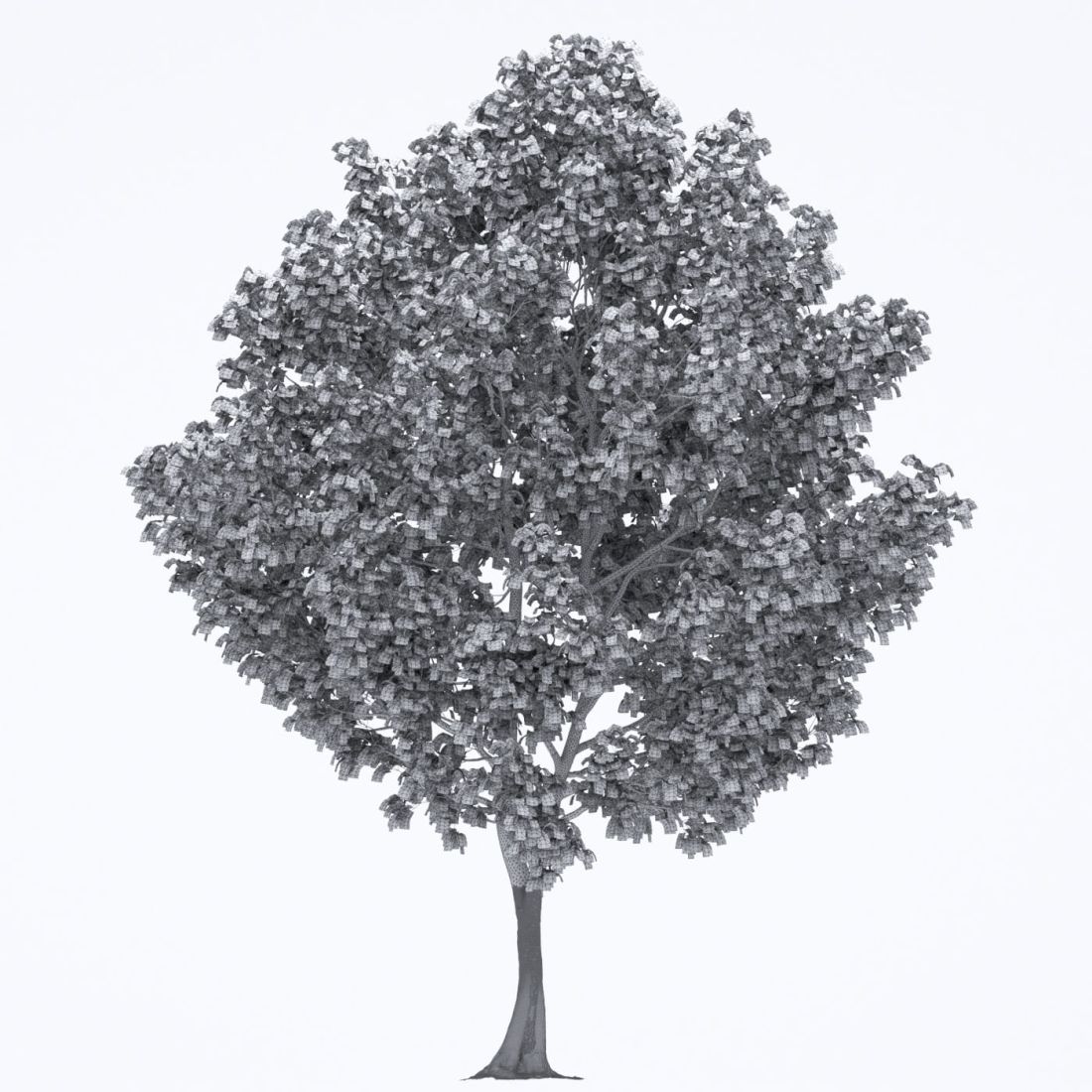 AM250_045_Acer_wire