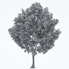 AM250_045_Acer_wire
