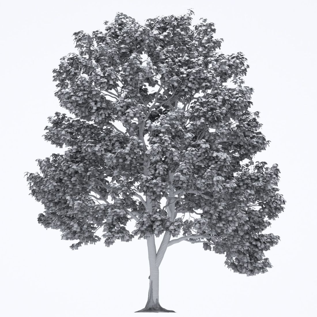 AM250_047_Acer_wire