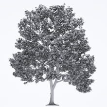 AM250_047_Acer_wire