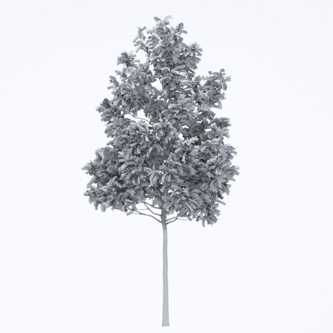 AM250_049_Fraxinus_wire