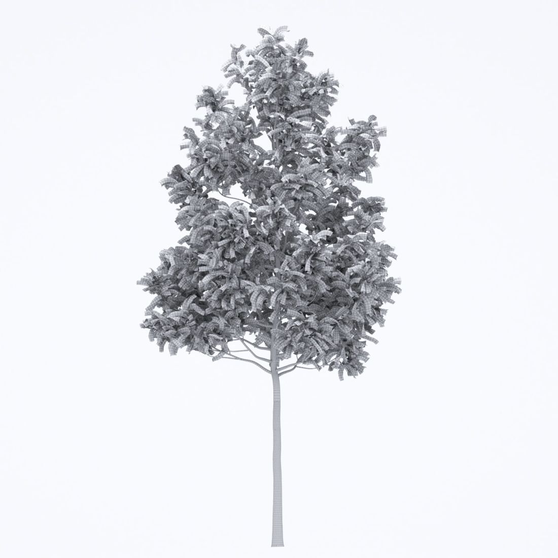 AM250_050_Fraxinus_Autumn_wire