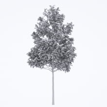 AM250_050_Fraxinus_Autumn_wire
