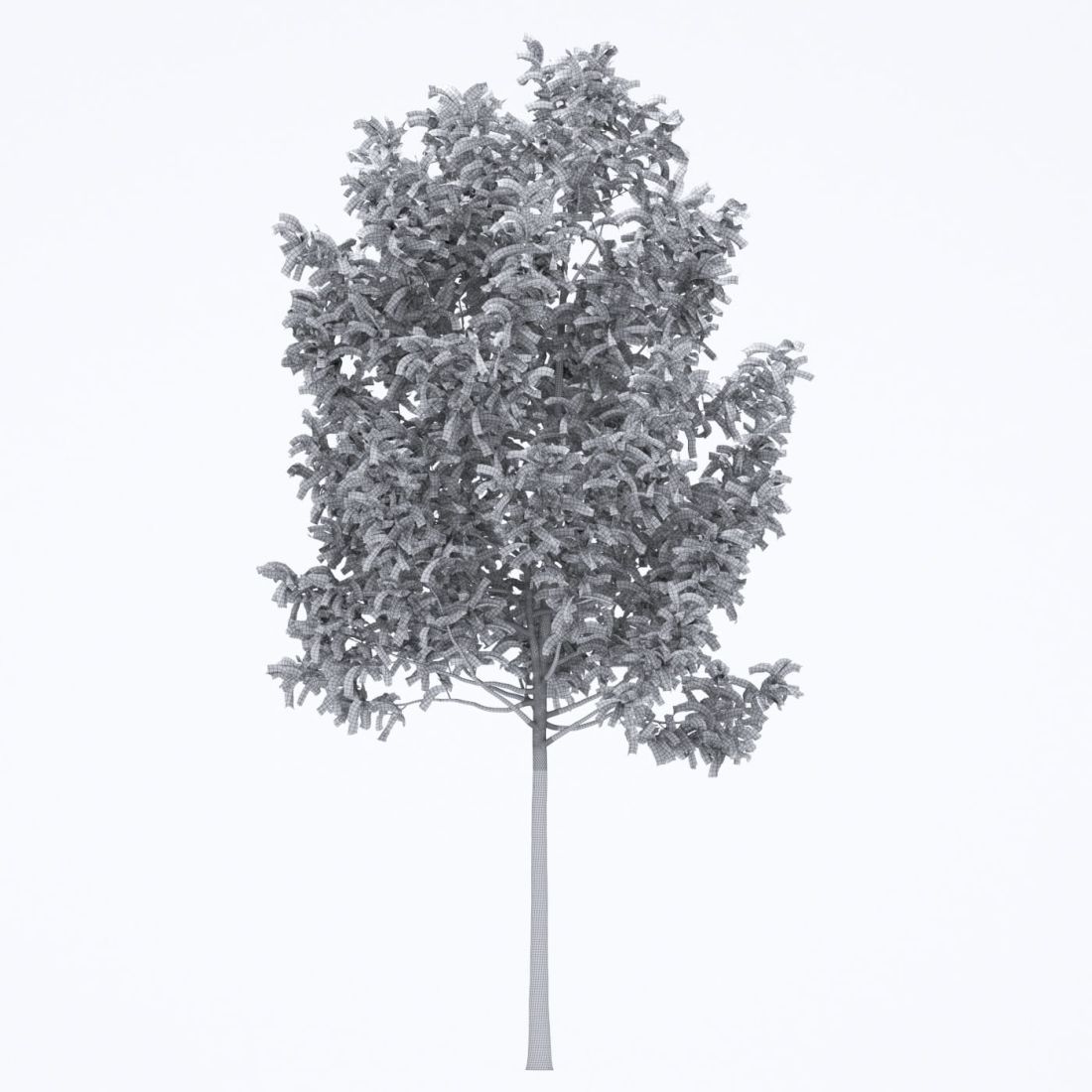 AM250_051_Fraxinus_wire