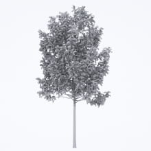 AM250_051_Fraxinus_wire