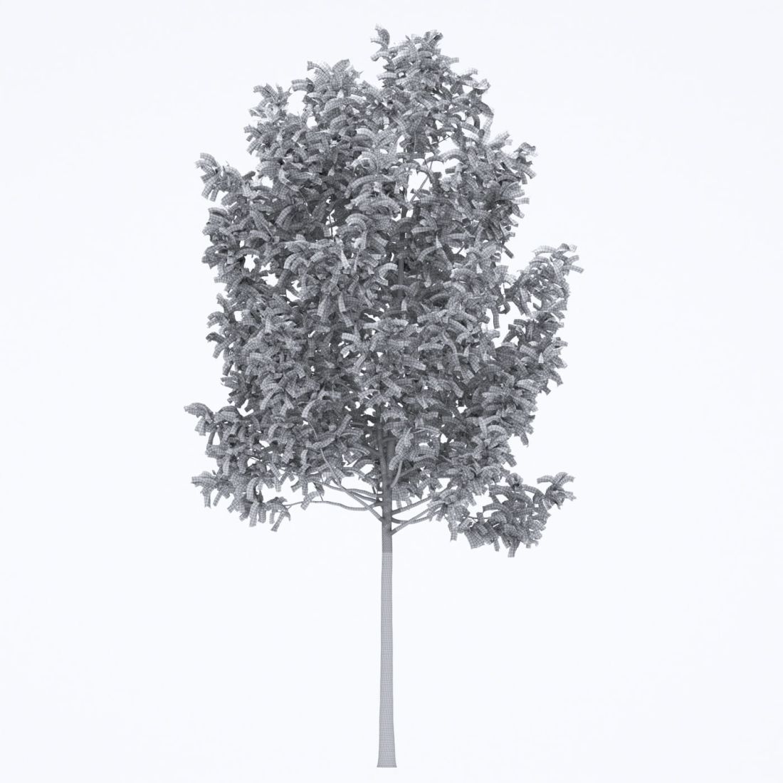 AM250_052_Fraxinus_Autumn_wire