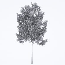 AM250_052_Fraxinus_Autumn_wire
