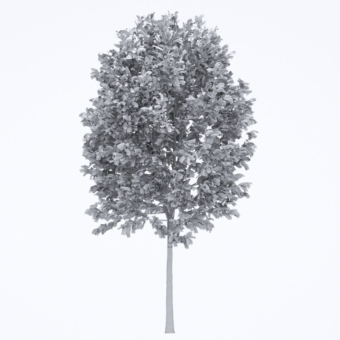 AM250_053_Fraxinus_wire