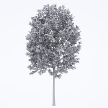 AM250_053_Fraxinus_wire