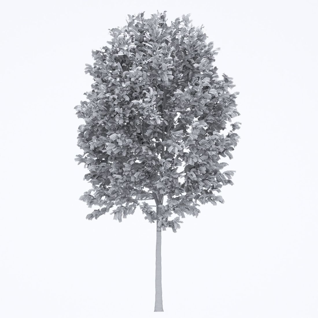 AM250_054_Fraxinus_Autumn_wire