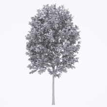 AM250_054_Fraxinus_Autumn_wire