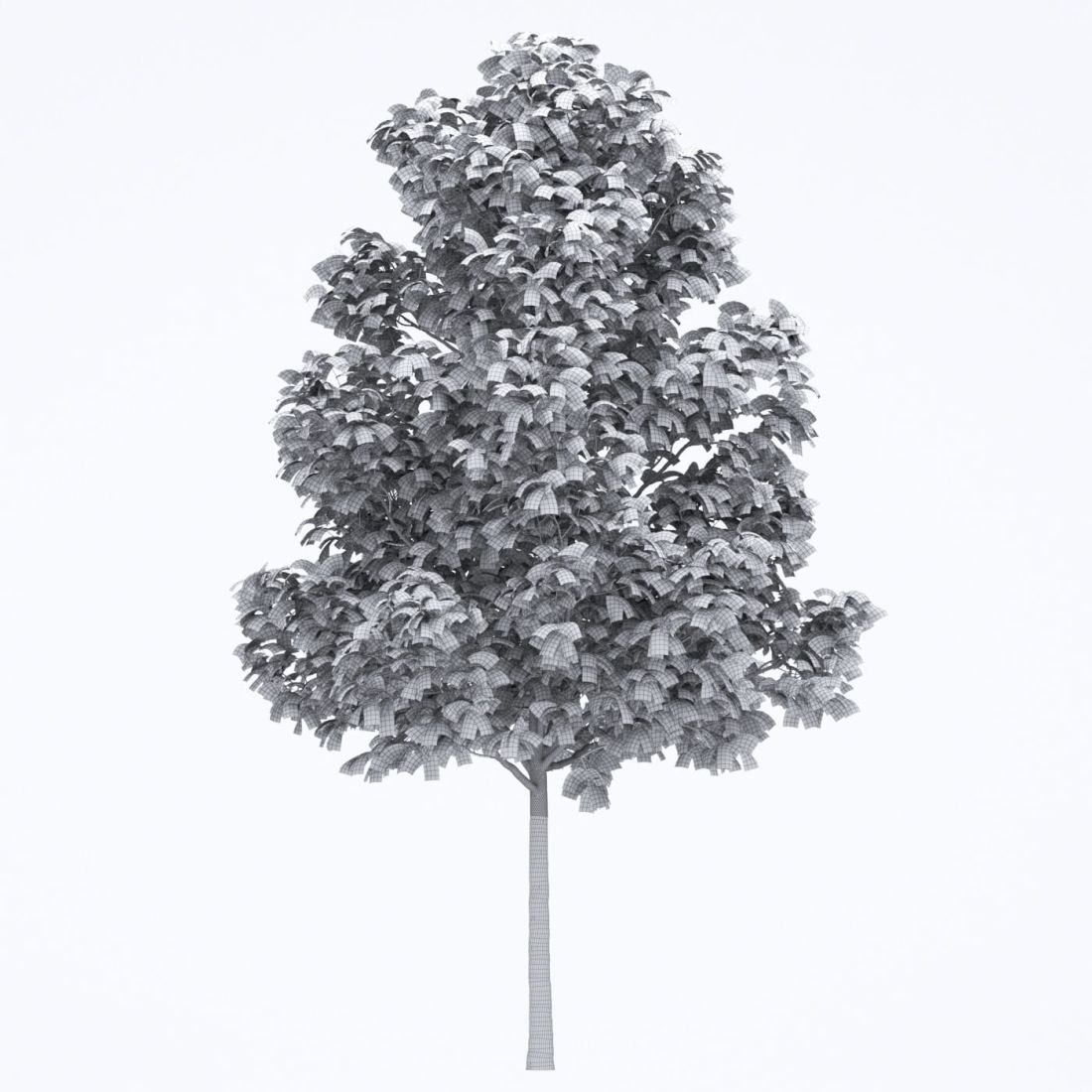 AM250_055_Fraxinus_wire
