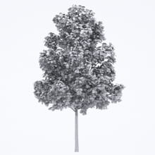AM250_055_Fraxinus_wire