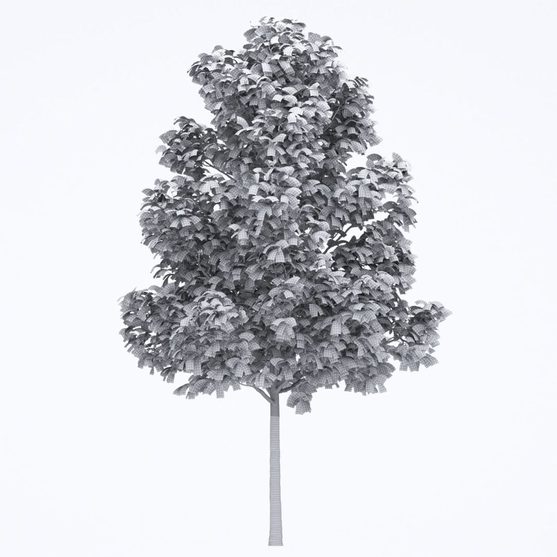 AM250_056_Fraxinus_Autumn_wire