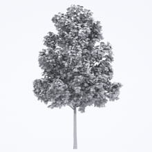 AM250_056_Fraxinus_Autumn_wire