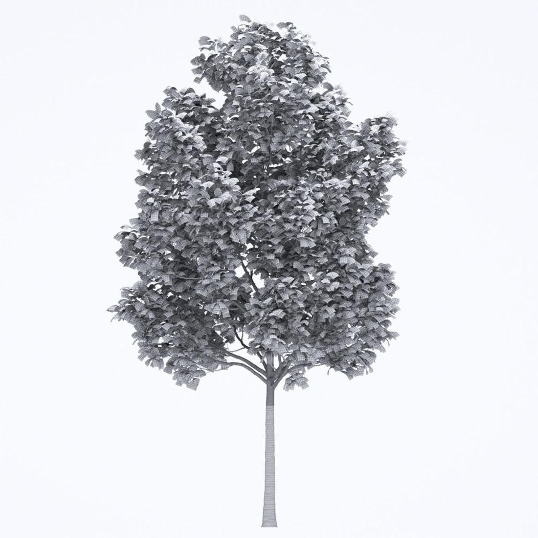 AM250_057_Fraxinus_wire