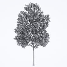 AM250_057_Fraxinus_wire