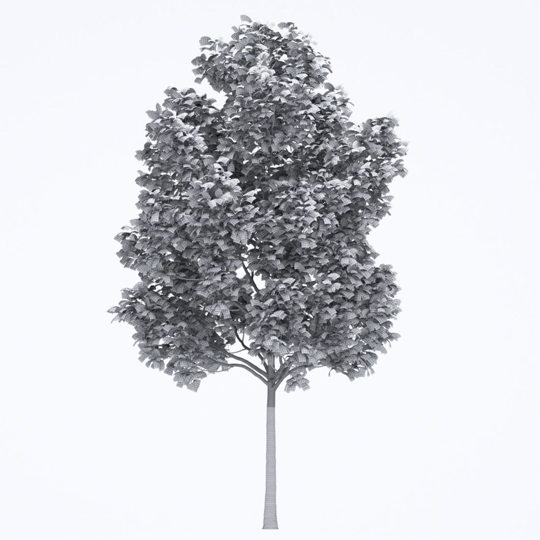 AM250_058_Fraxinus_Autumn_wire
