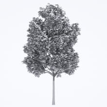 AM250_058_Fraxinus_Autumn_wire