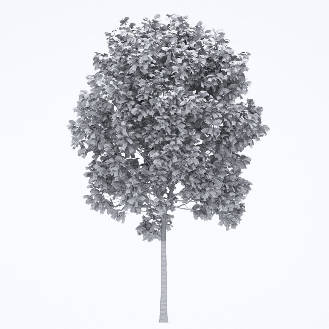 AM250_059_Fraxinus_wire