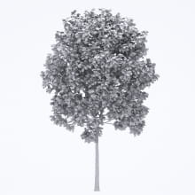 AM250_059_Fraxinus_wire