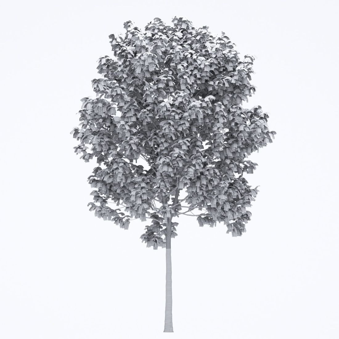 AM250_060_Fraxinus_Autumn_wire