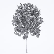 AM250_060_Fraxinus_Autumn_wire