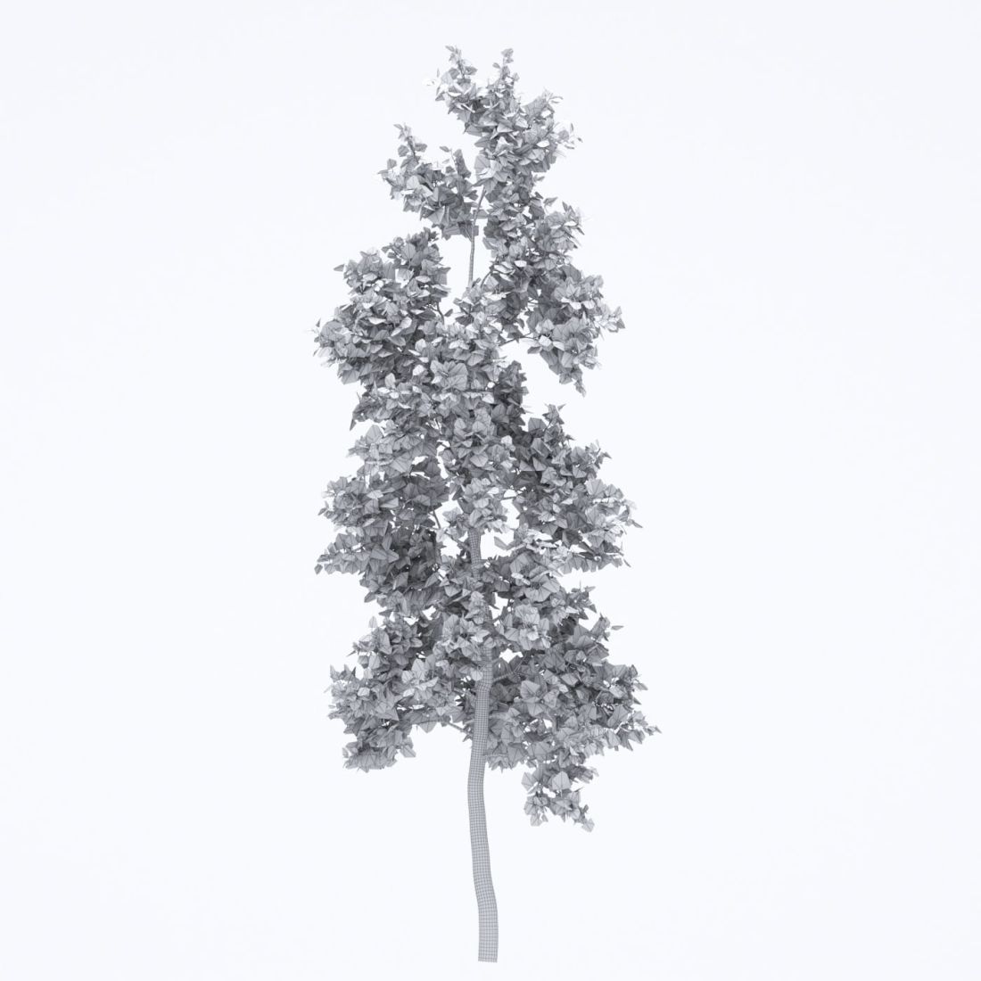 AM250_061_American_Sycamore_wire