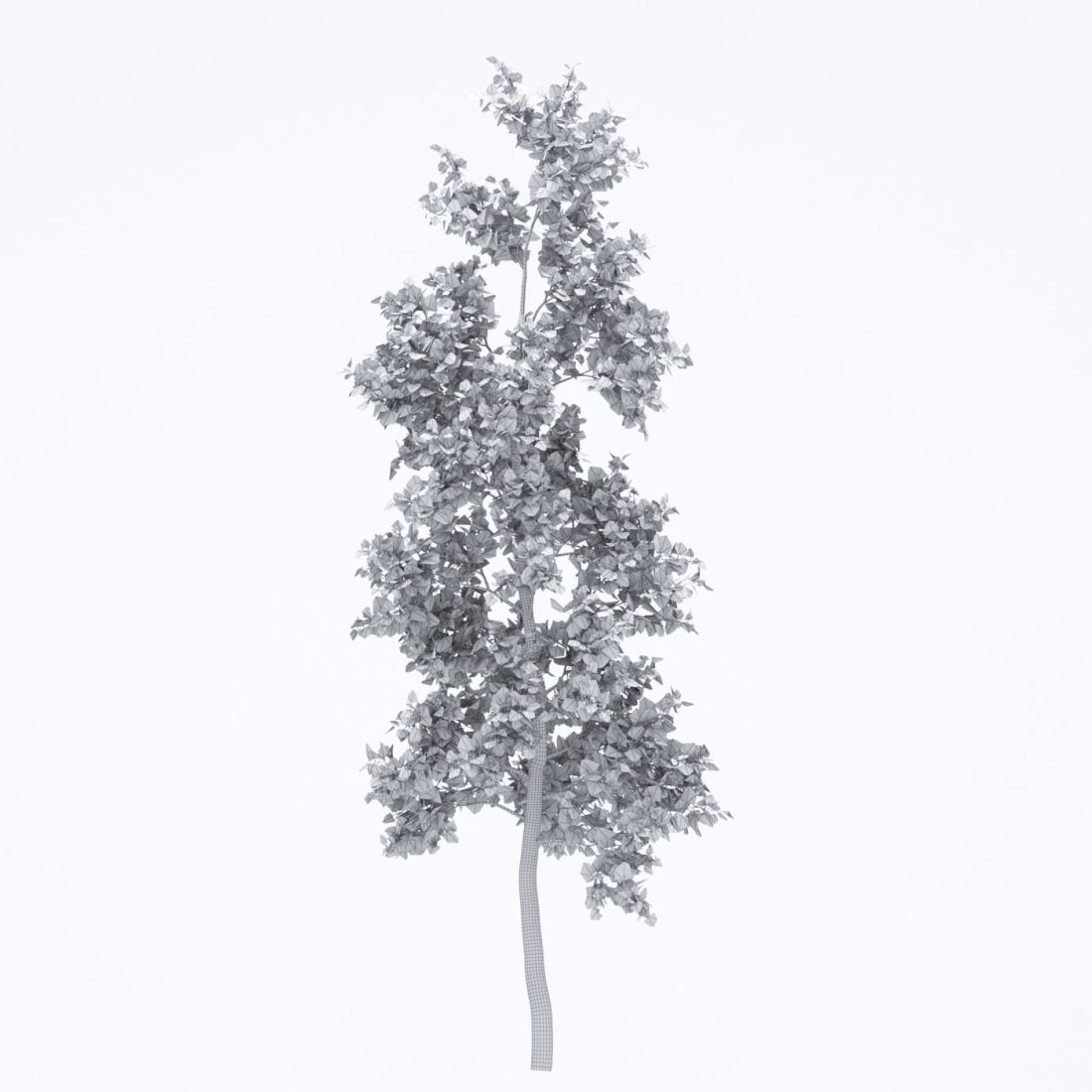 AM250_062_American_Sycamore_Autumn_wire