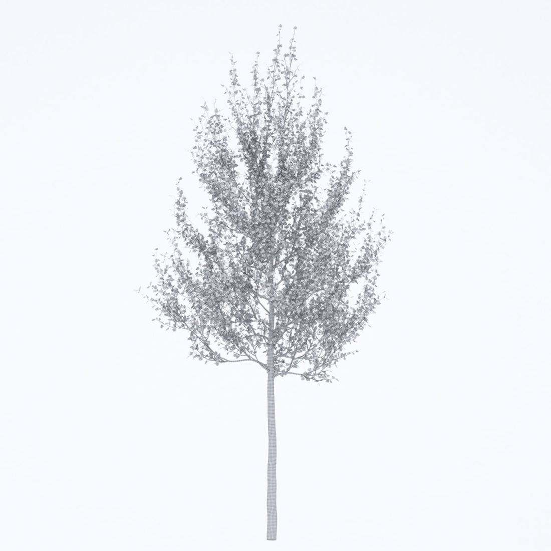 AM250_063_American_Sycamore_wire
