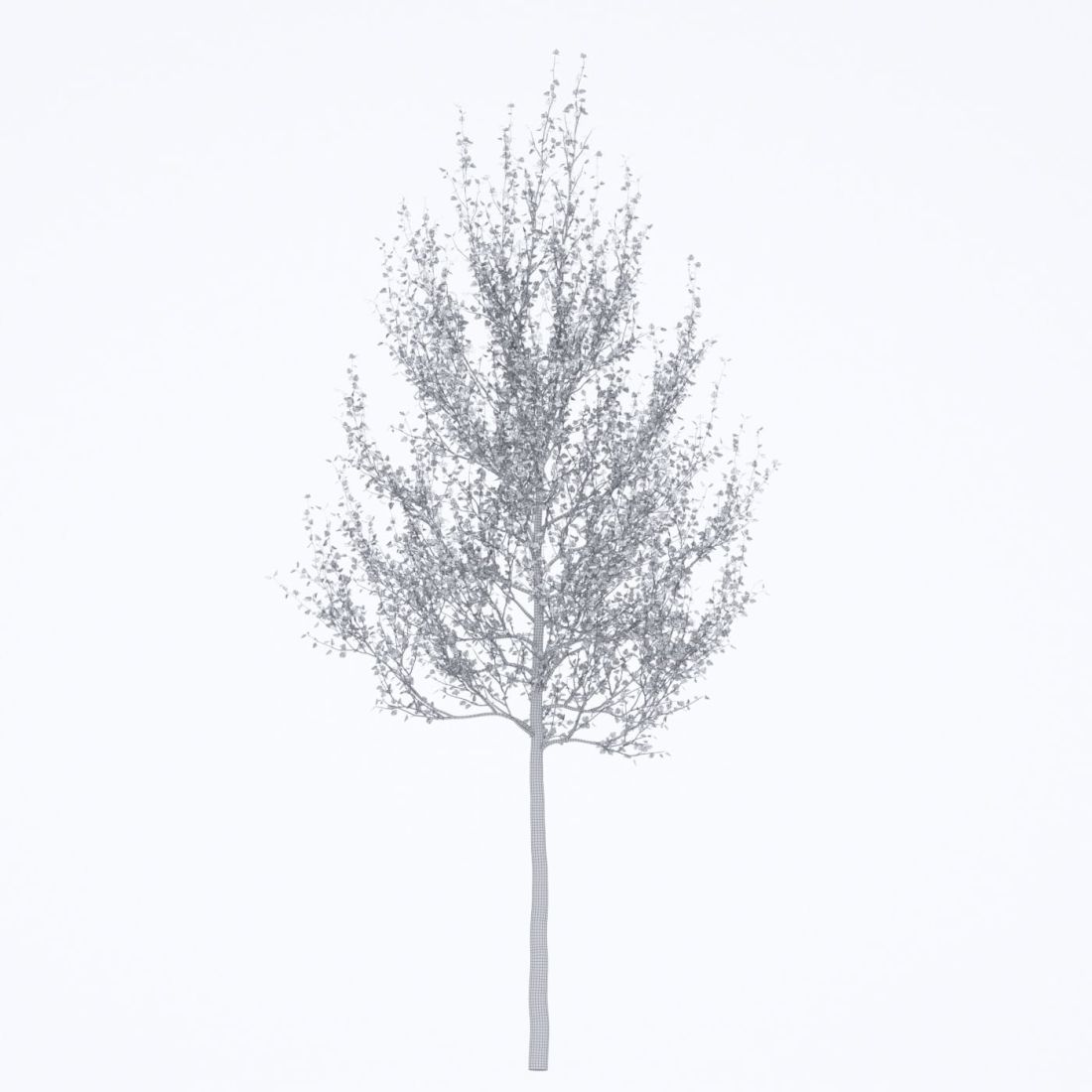 AM250_064_American_Sycamore_Autumn_wire