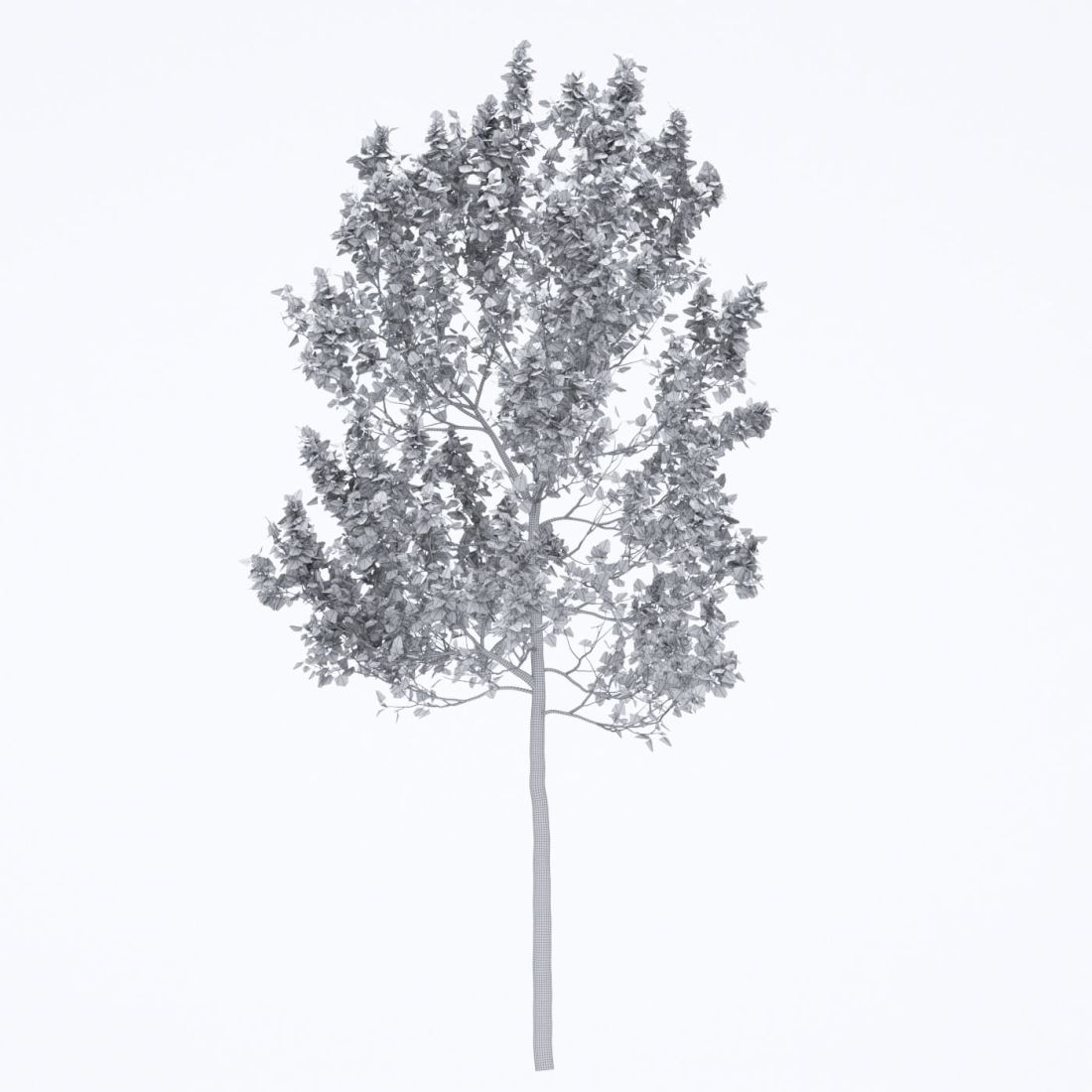 AM250_065_American_Sycamore_wire_1