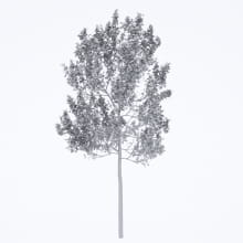 AM250_065_American_Sycamore_wire_1