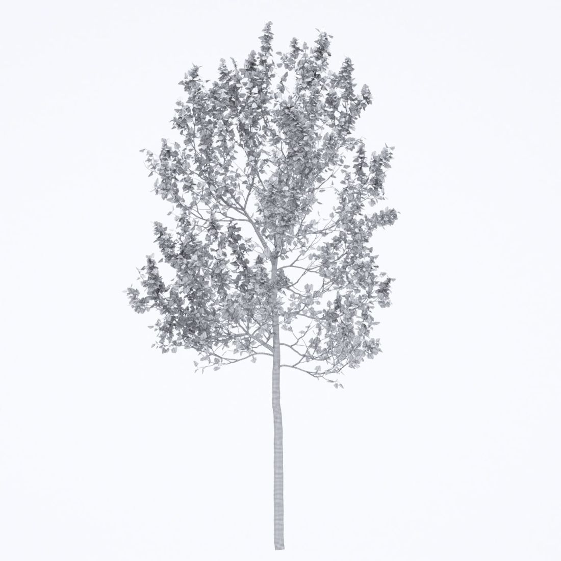 AM250_066_American_Sycamore_Autumn_wire