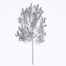 AM250_066_American_Sycamore_Autumn_wire
