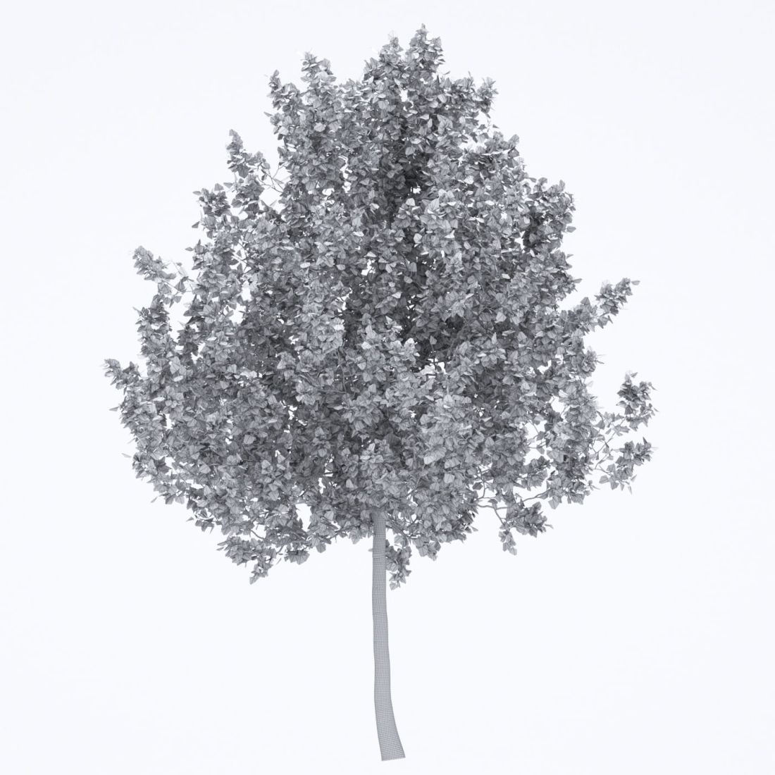 AM250_067_American_Sycamore_wire
