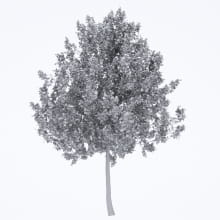 AM250_067_American_Sycamore_wire