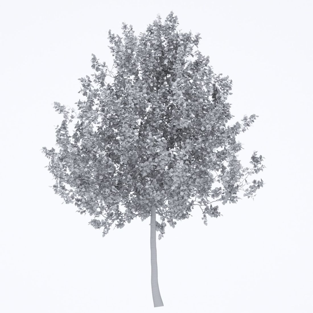AM250_068_American_Sycamore_Autumn_wire