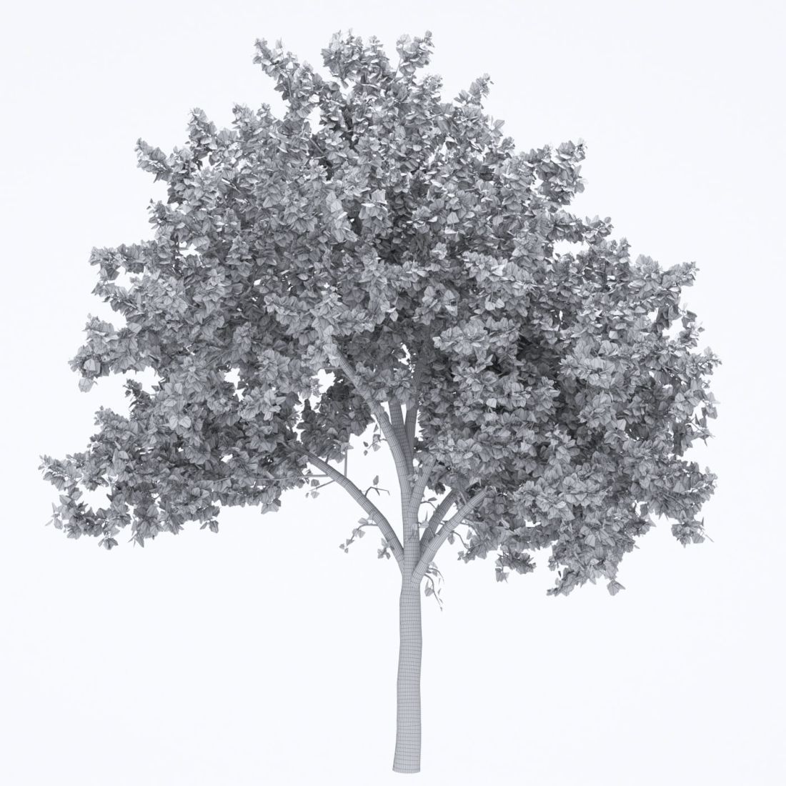AM250_069_American_Sycamore_wire
