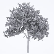 AM250_069_American_Sycamore_wire