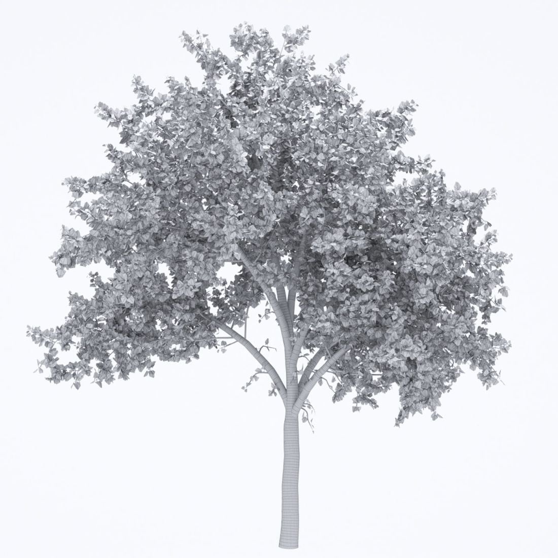 AM250_070_American_Sycamore_Autumn_wire