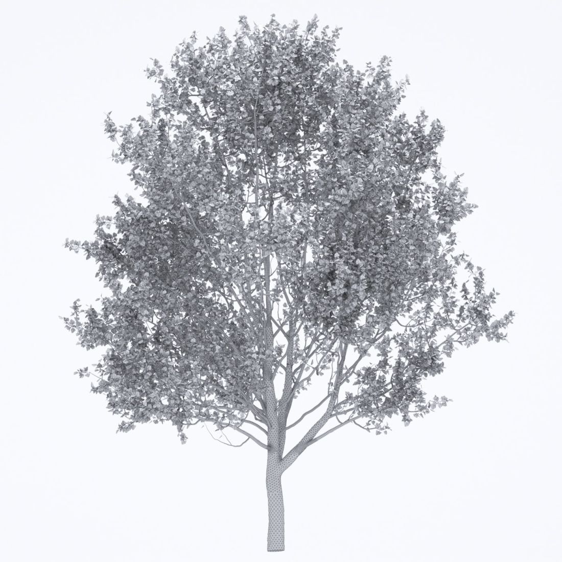 AM250_071_American_Sycamore_wire