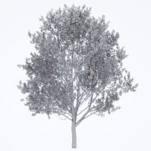 AM250_071_American_Sycamore_wire