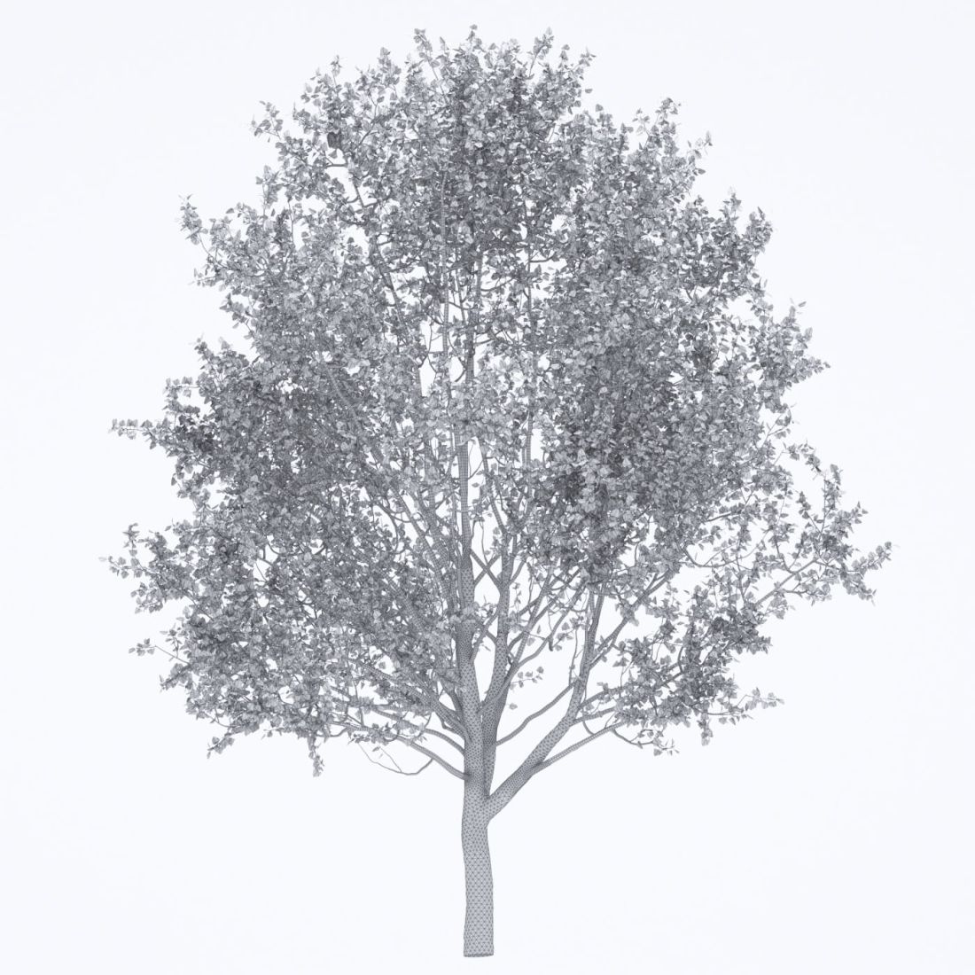 AM250_072_American_Sycamore_Autumn_wire