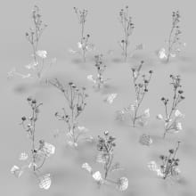 AM252_009_Ranunculus_wire
