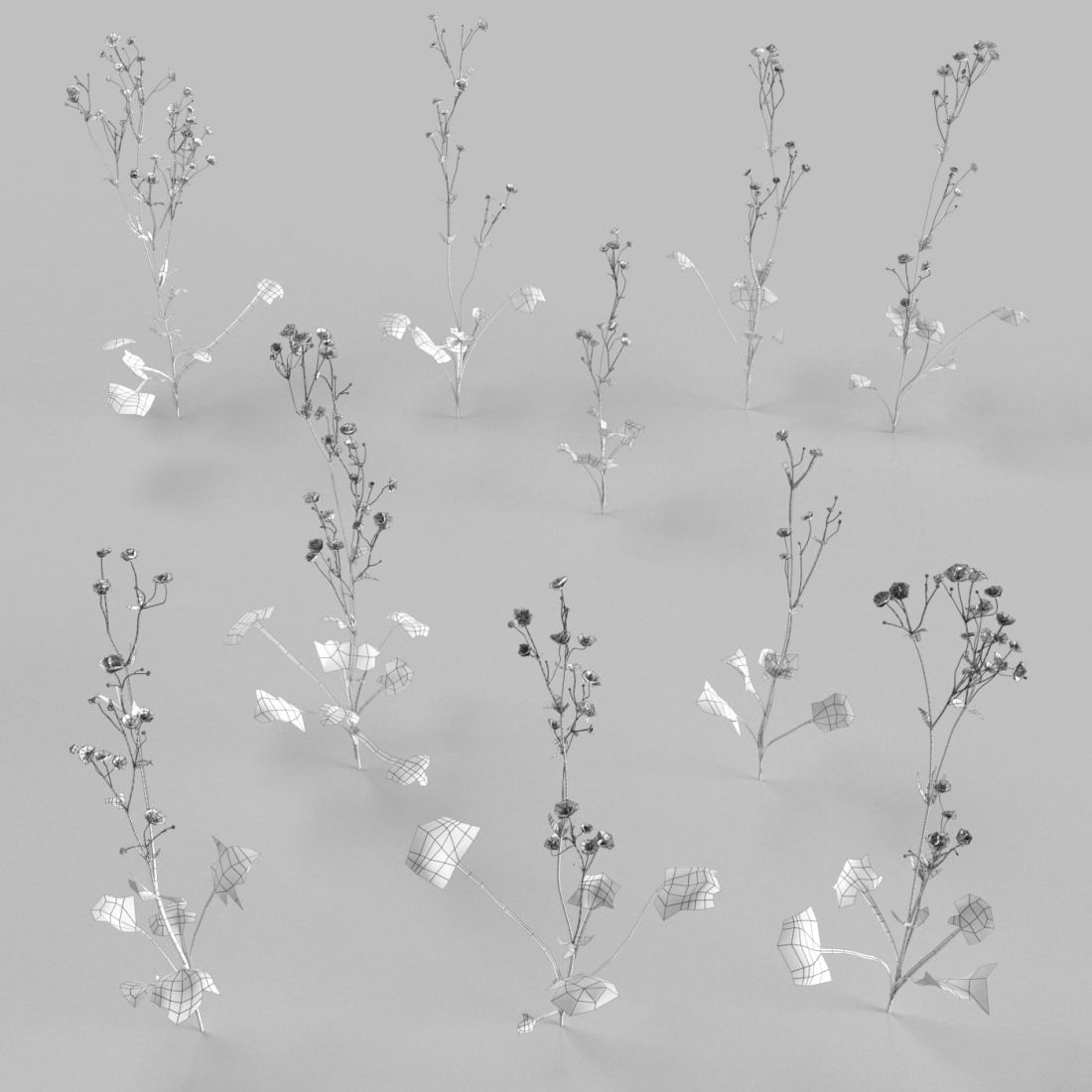 AM252_010_Ranunculus_wire