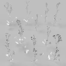 AM252_010_Ranunculus_wire