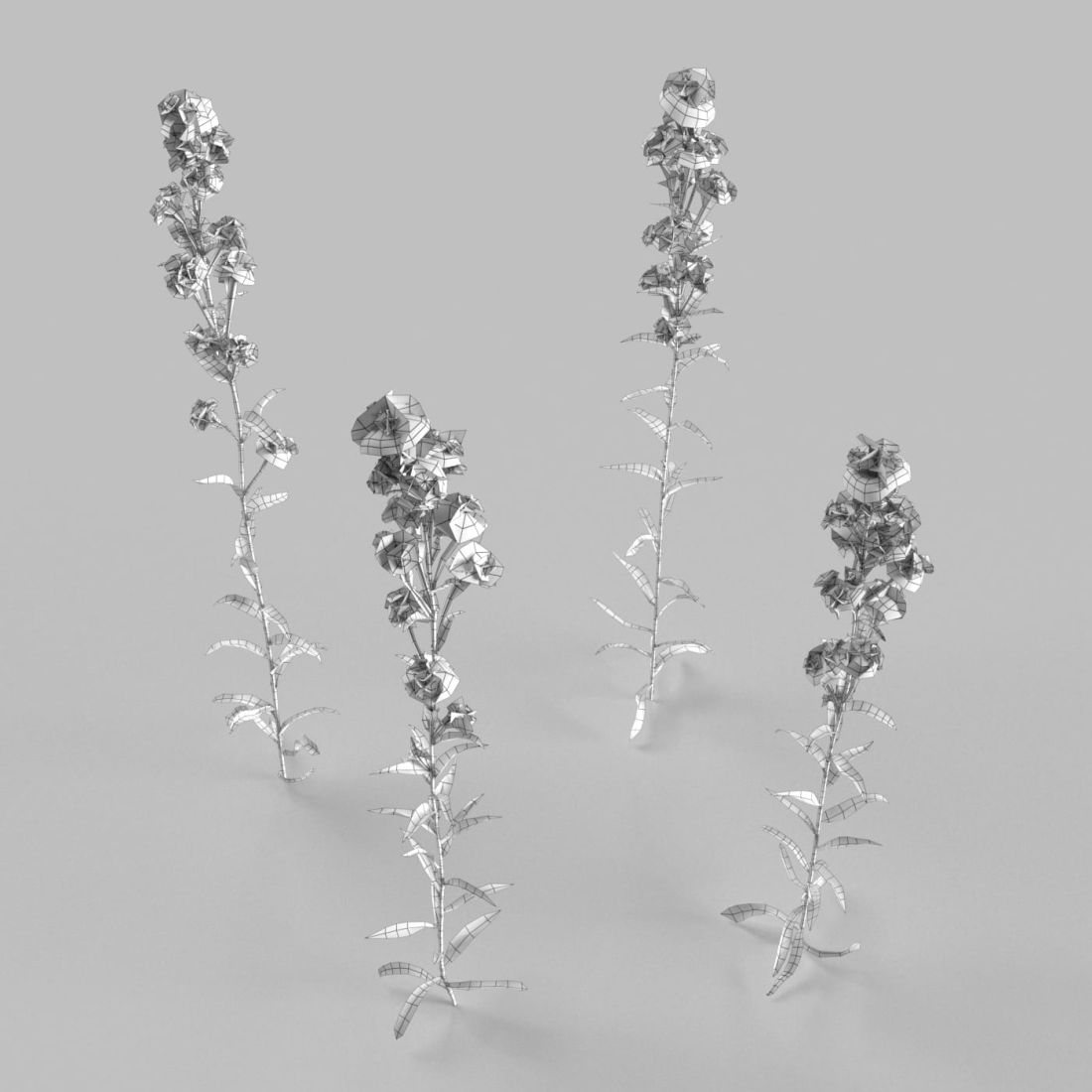 AM252_011_Hesperis_wire